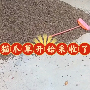 中药材猫爪草