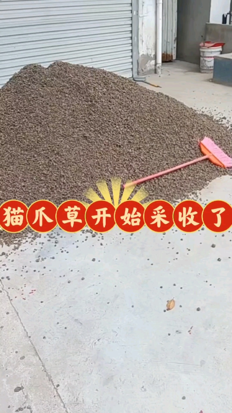 中药材猫爪草