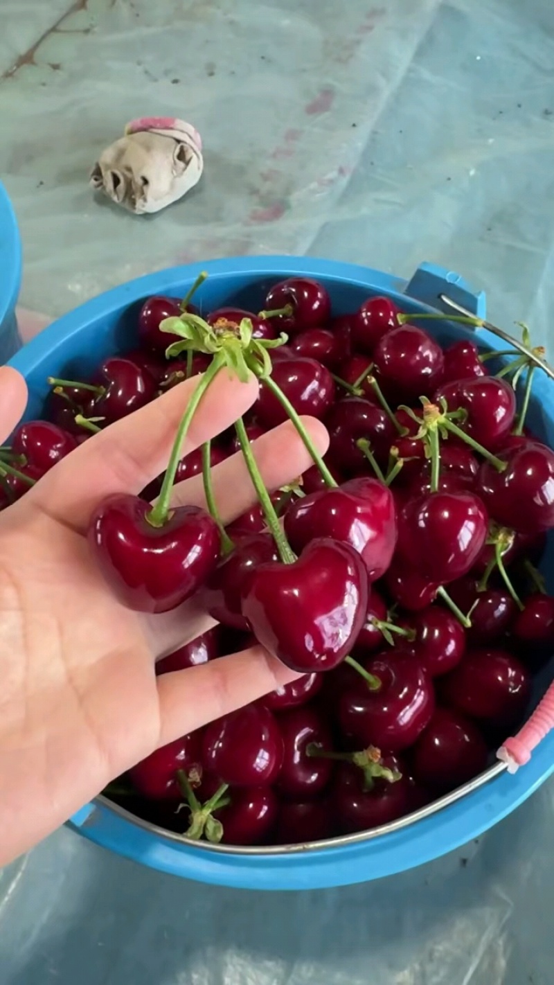 樱桃234J规格齐全基地直销