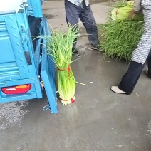 徐州丰县白帽蒜苔直发全国各地