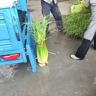 徐州丰县白帽蒜苔直发全国各地