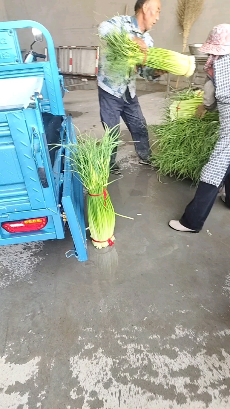 徐州丰县白帽蒜苔直发全国各地