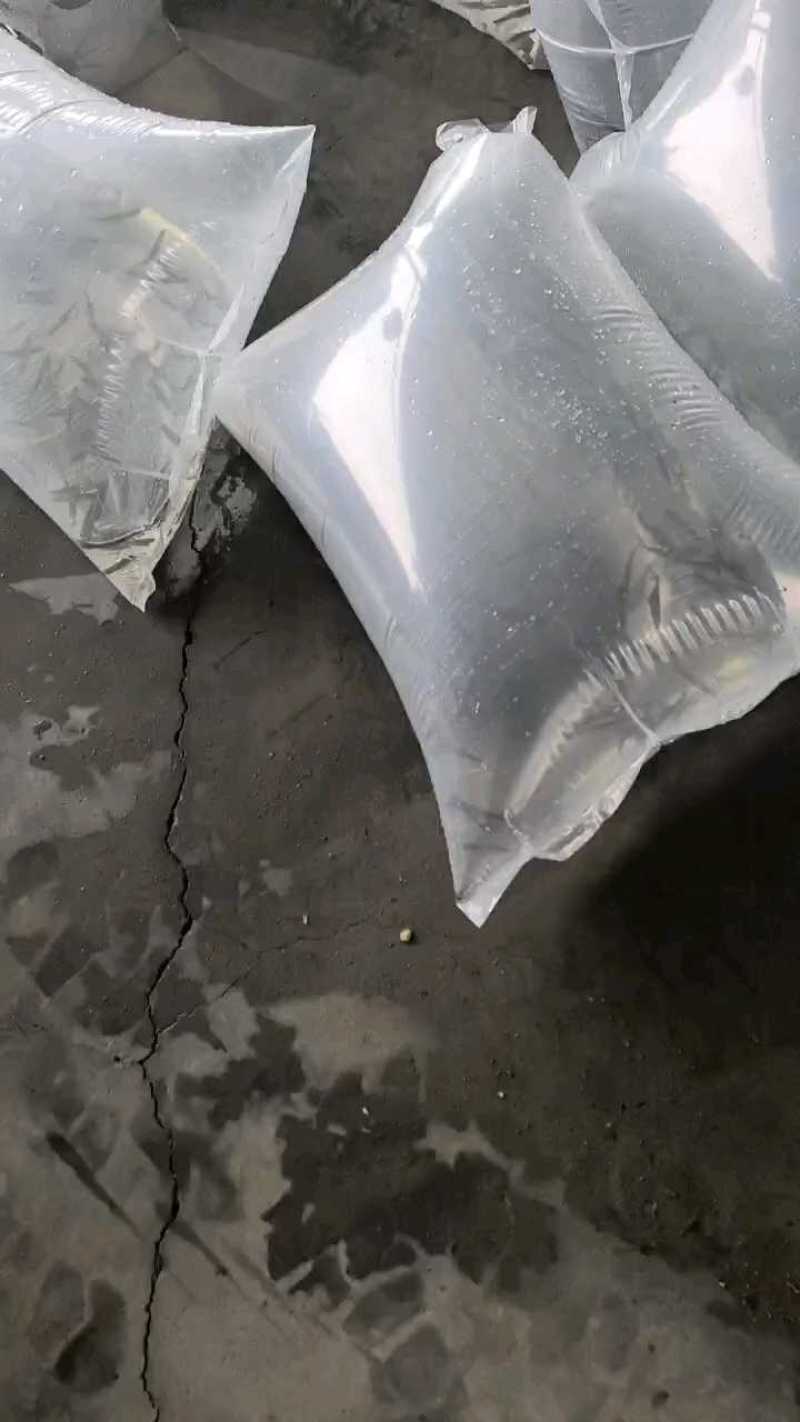 优质鸭嘴鱼苗鸭嘴鲟鱼苗匙吻鲟鱼苗基地直供养殖技术支持