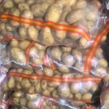 冷库土豆，荷兰十五，V7土豆大量现货供应，货源充足，