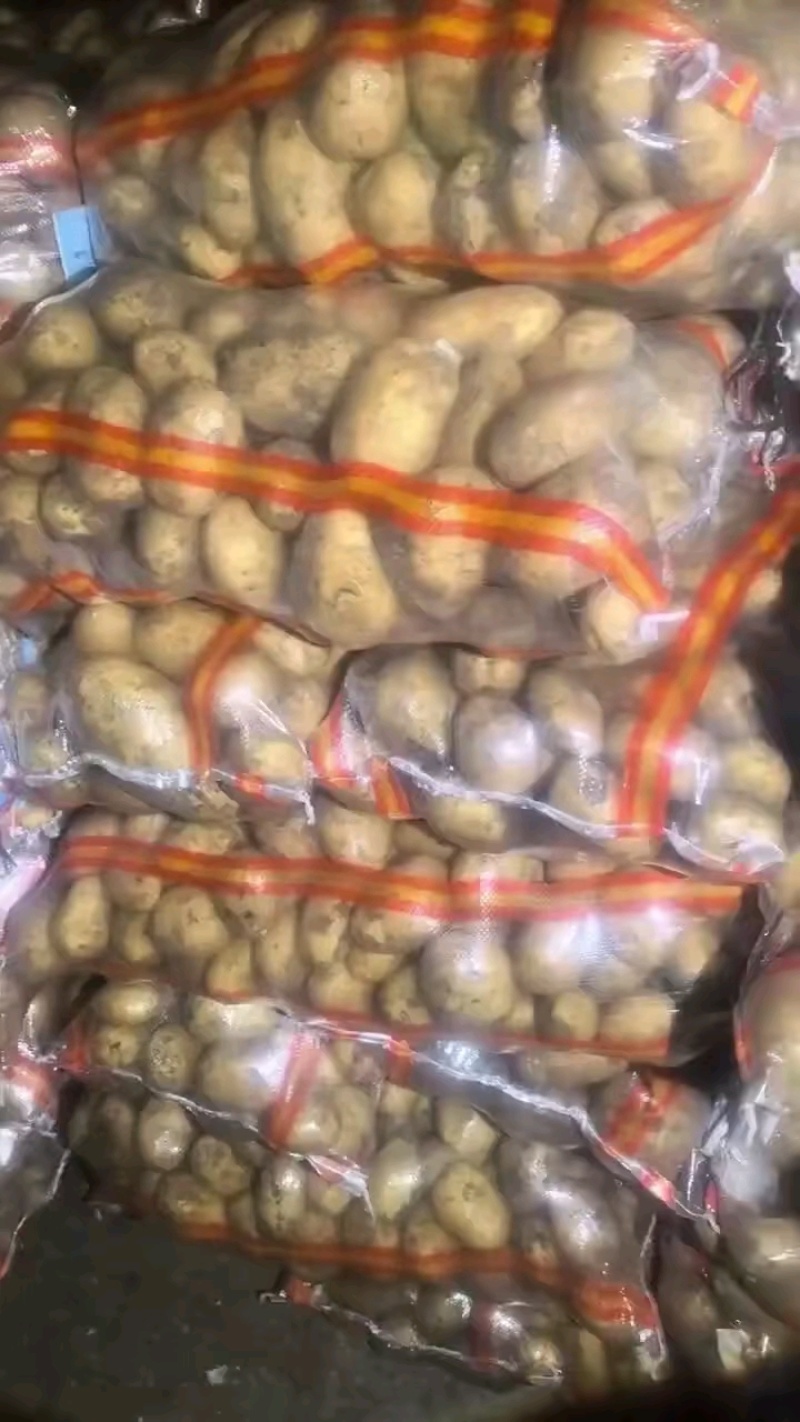 冷库土豆，荷兰十五，V7土豆大量现货供应，货源充足，