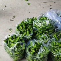薄皮椒，芜湖椒，，大量上市，大量有货，量大从