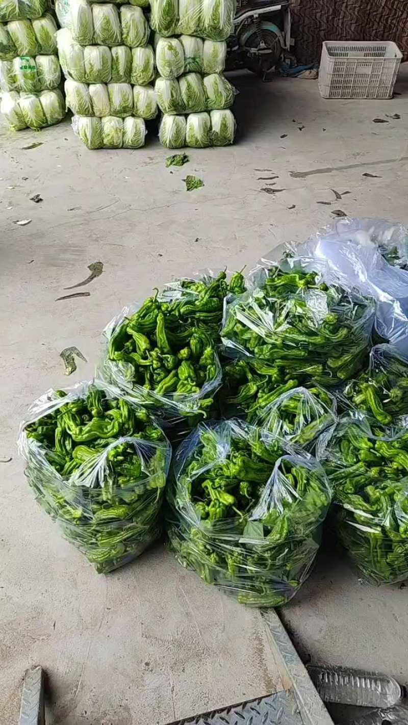 薄皮椒，芜湖椒，，大量上市，大量有货，量大从