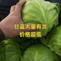 甘蓝大量有货，价格实惠！