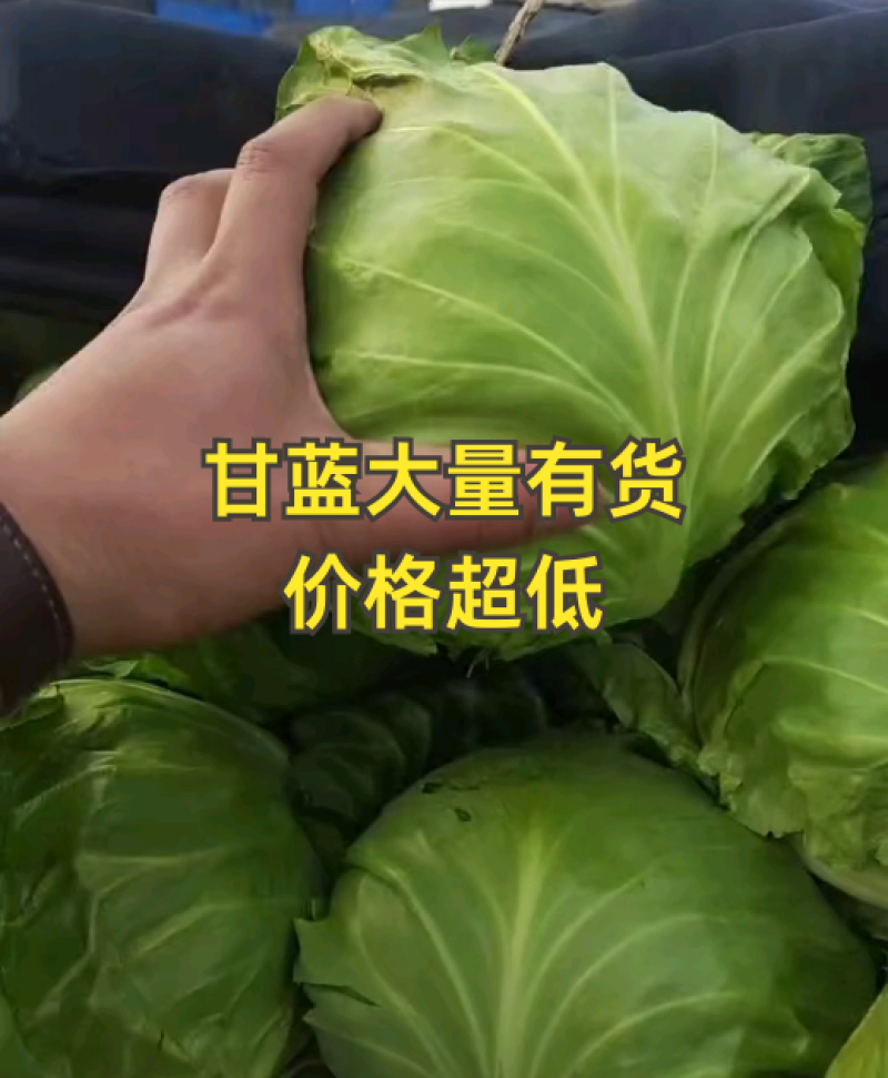 甘蓝大量有货，价格实惠！