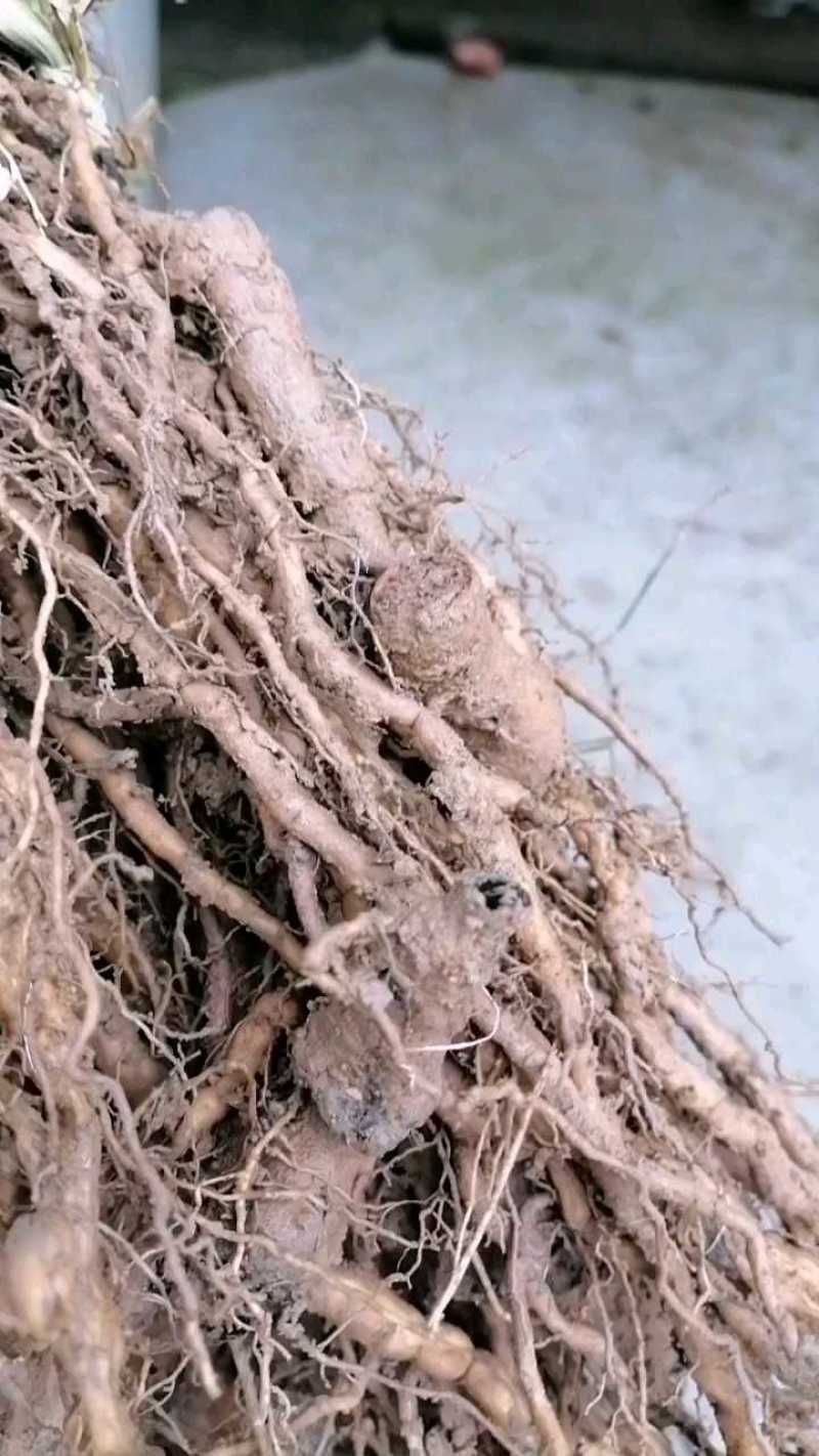 【热卖】江西赣州粉防己苗穴盘苗裸根苗大量上市基地发往全国