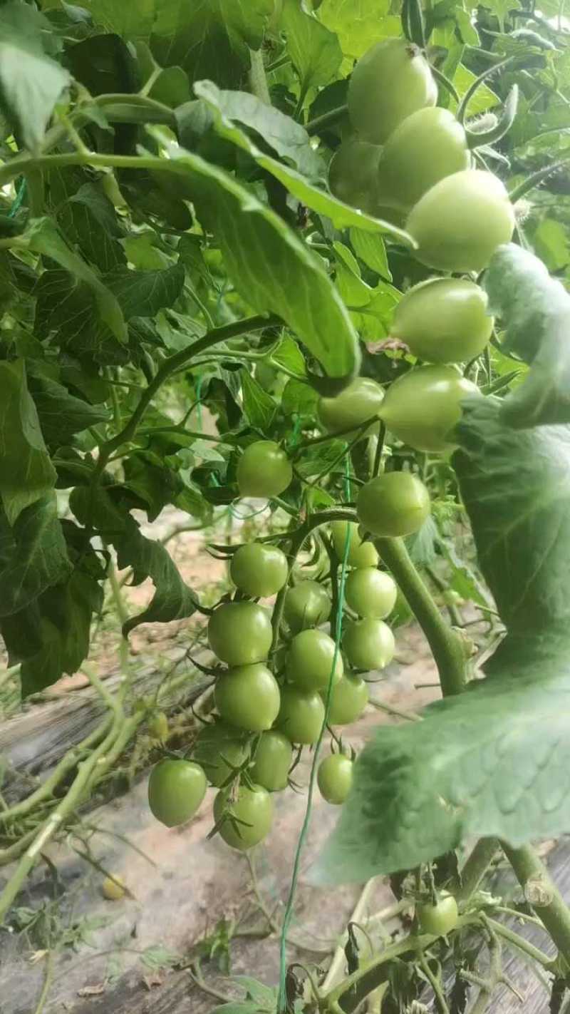 青甜小番茄，香甜爆汁，熟度高