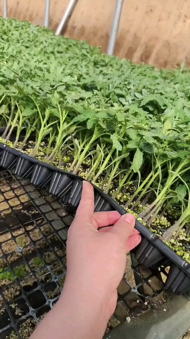 千禧圣女果苗贝贝小番茄苗直播苗嫁接苗免费技术指导包回收