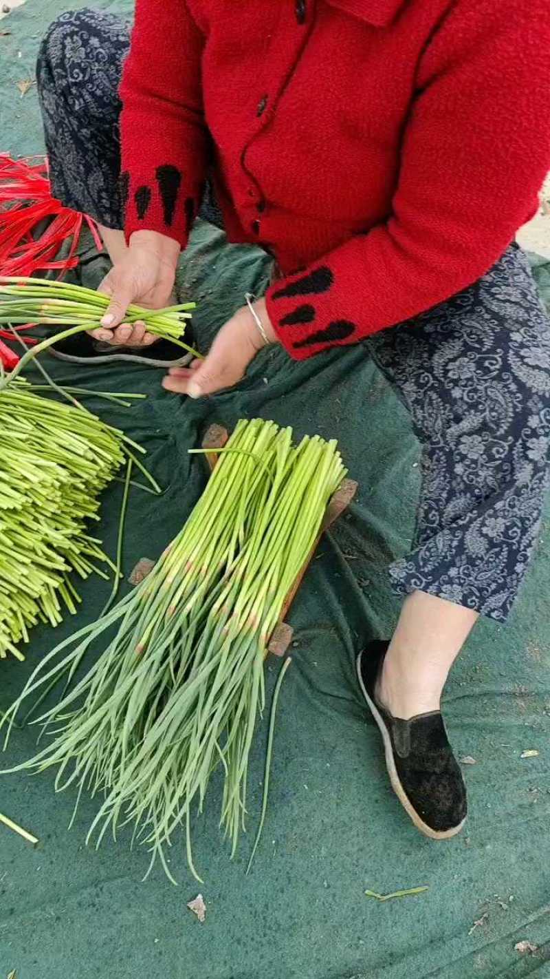 红帽蒜薹河南蒜薹产地现货，规格齐全，量大价优代发全国