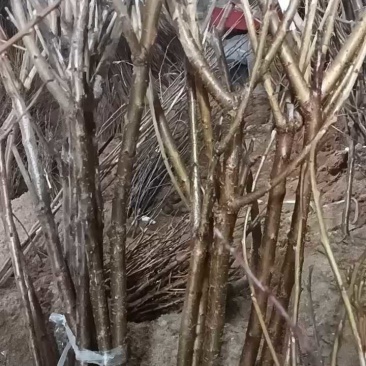 美早大樱桃苗。基地直发？包技术包售后，全国发货