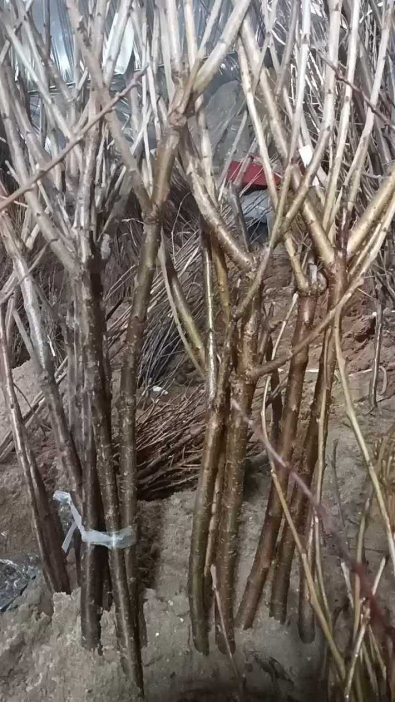 美早大樱桃苗。基地直发？包技术包售后，全国发货