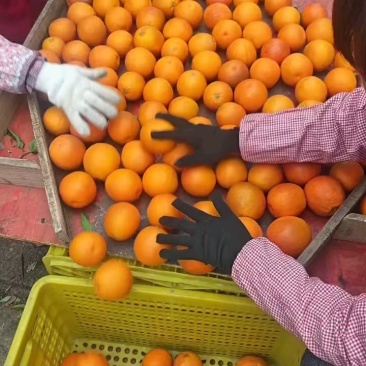 塔罗科血橙，精品血橙,玫瑰香血橙，万亩果园欢迎看货