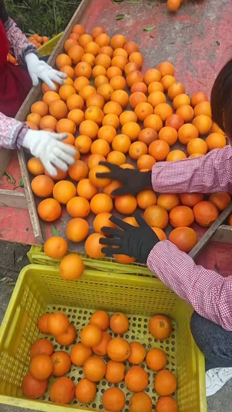 塔罗科血橙，精品血橙,玫瑰香血橙，万亩果园欢迎看货