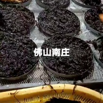 无沙紫菜展会地摊电商福建霞浦无沙紫菜圆紫菜干海带