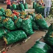 精品花糯，超甜白糯，产地直发欢迎来电咨询