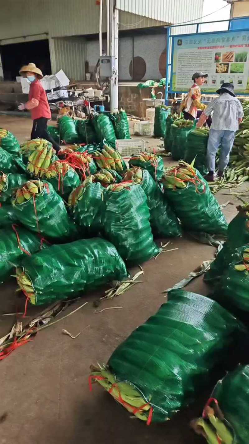精品花糯，超甜白糯，产地直发欢迎来电咨询