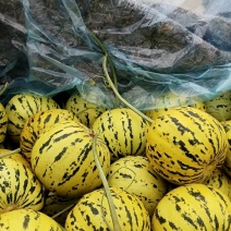 【实力推荐】花蕾甜瓜，花美人甜瓜，山东甜瓜一手货源