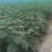 湖北随州精品旱黄瓜，货源充足，现摘现发，实物为准