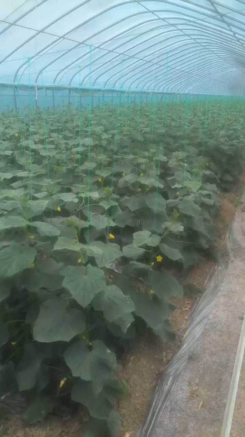 湖北随州精品旱黄瓜，货源充足，现摘现发，实物为准
