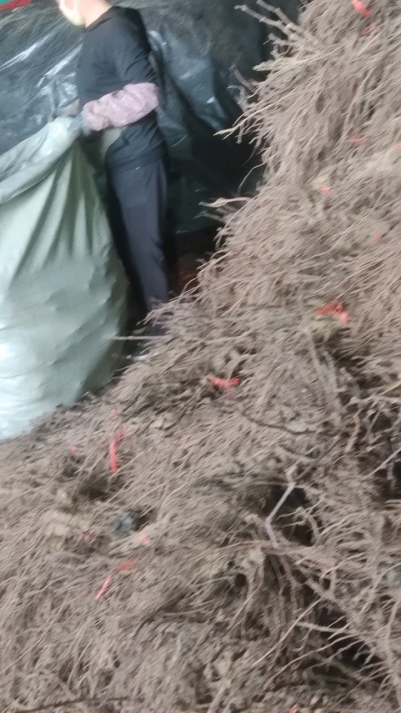 醉金香沙藏苗，根系发达质量好，抓紧联系发货中！