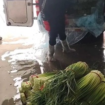 白帽蒜薹