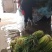 白帽蒜薹