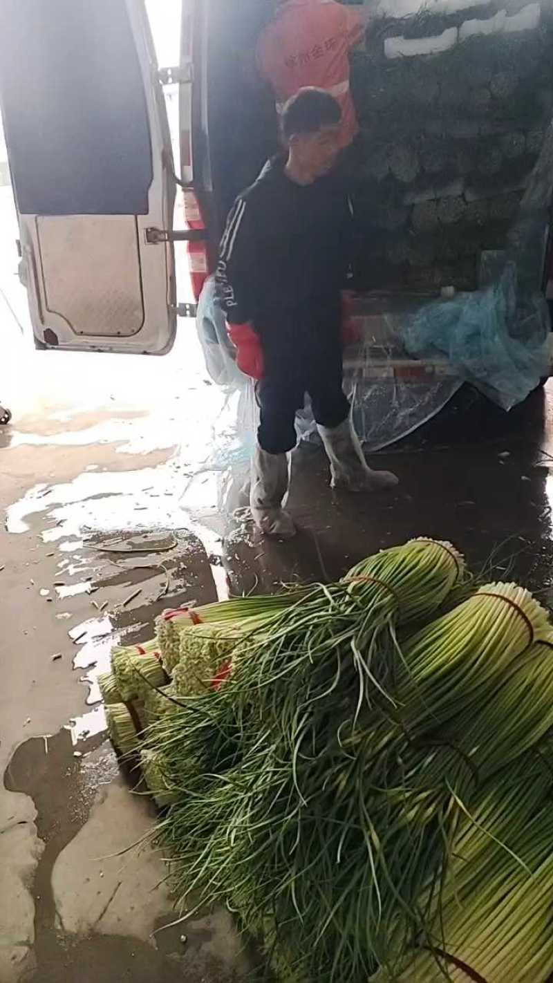 白帽蒜薹