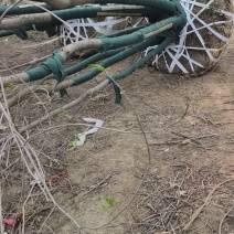 丛生白蜡基地，保质保量，一手货源，价格美丽欢迎采购
