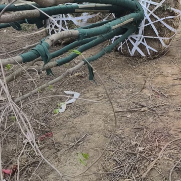 丛生白蜡基地，保质保量，一手货源，价格美丽欢迎采购