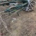 丛生白蜡基地，保质保量，一手货源，价格美丽欢迎采购