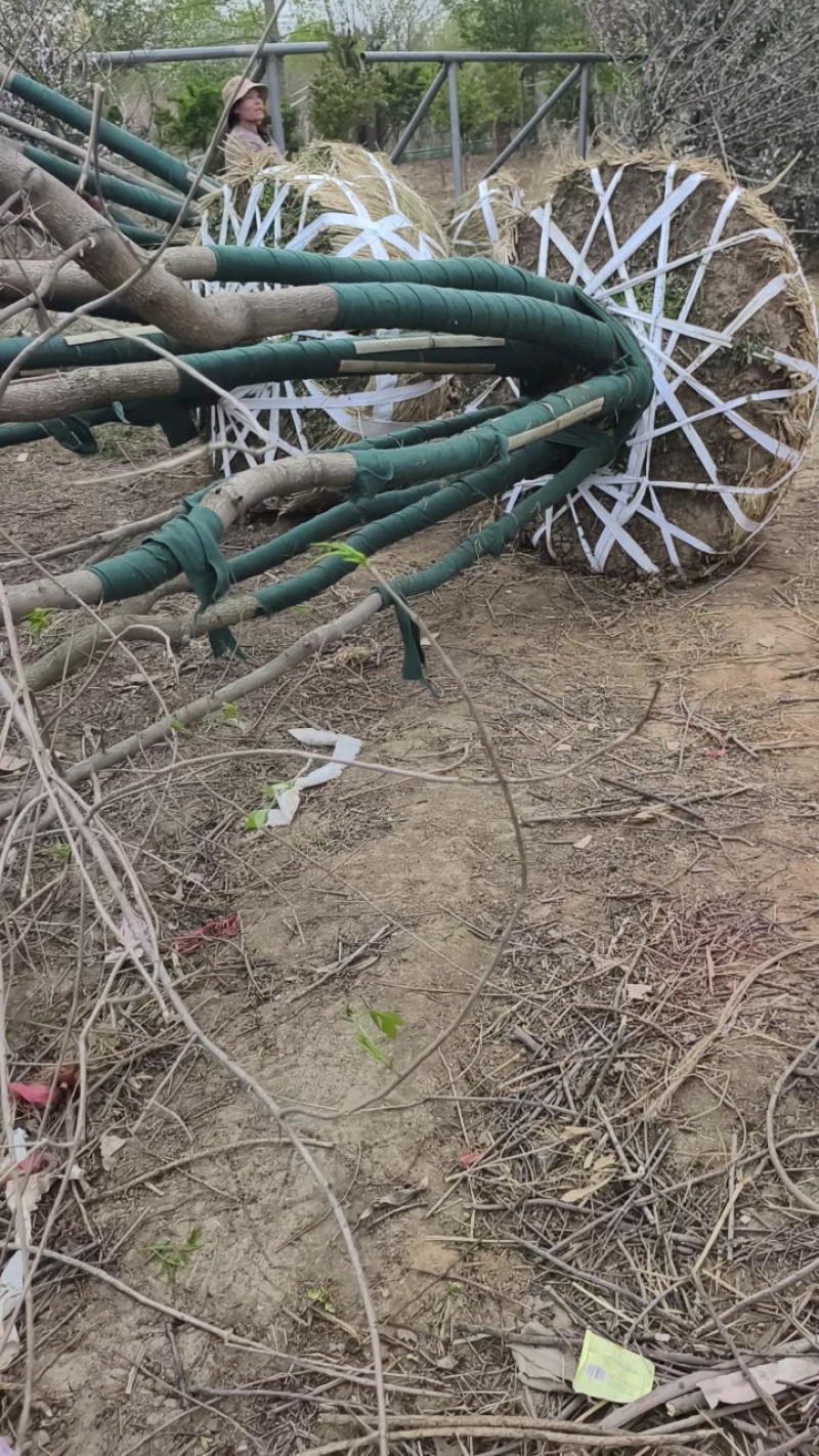丛生白蜡基地，保质保量，一手货源，价格美丽欢迎采购
