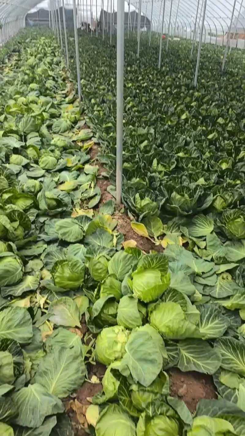 河北精品中甘甘蓝中甘五六基地直发规格齐全欢迎致电订货