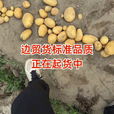 云南盈江黄心土豆，产地直发，保质保量欢迎来电