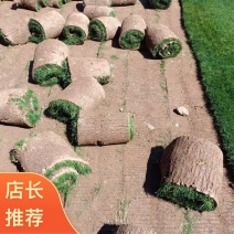 混播草坪，产地直发，欢迎各位老板视频看货