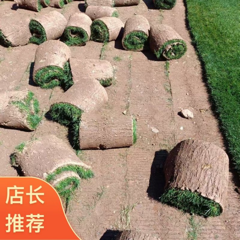 混播草坪，产地直发，欢迎各位老板视频看货