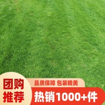 【优质推荐】草坪草大量有货量大从优一手货源保质保量