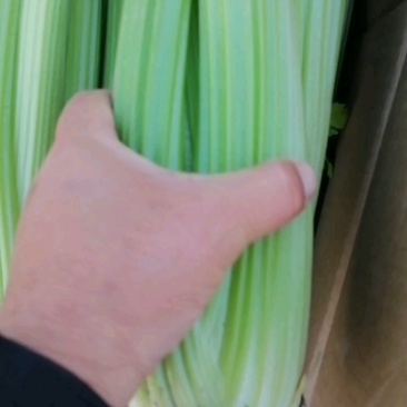 精品西芹基地货源保质保量大量上市中