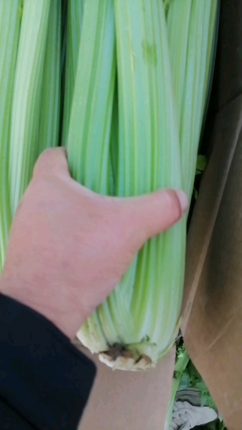 精品西芹基地货源保质保量大量上市中