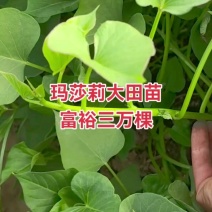 玛莎莉红薯苗玛莎莉红薯苗玛莎丽红薯苗玛莎莉地瓜苗