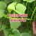 玛莎莉红薯苗玛莎莉红薯苗玛莎丽红薯苗玛莎莉地瓜苗