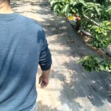 山东樱桃樱桃基地，大量现货品种齐全，价格不高。