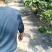 山东樱桃樱桃基地，大量现货品种齐全，价格不高。