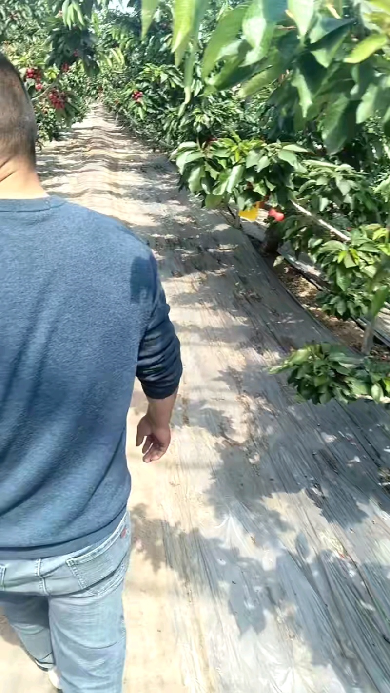 山东樱桃樱桃基地，大量现货品种齐全，价格不高。