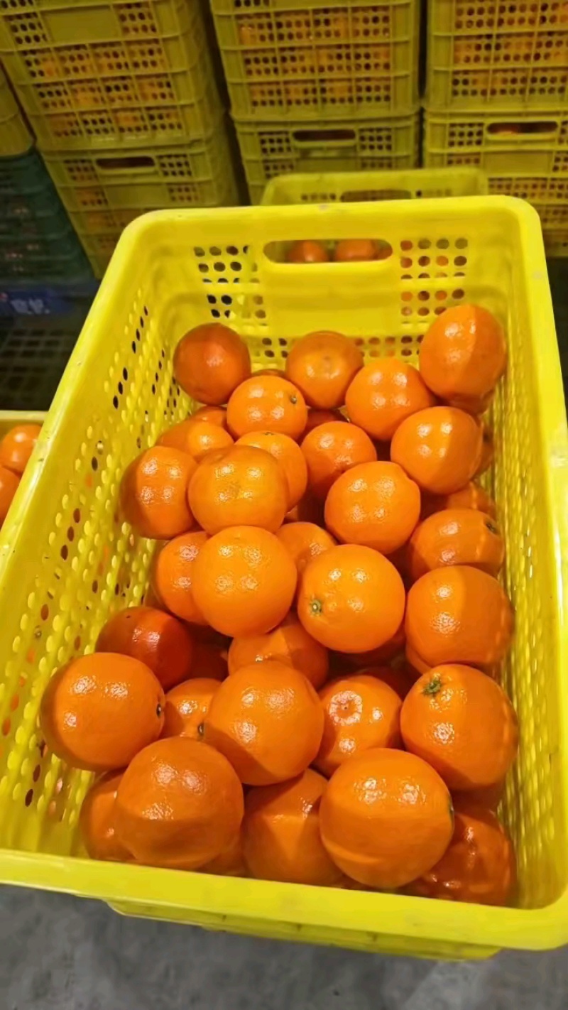 玫瑰香血橙，塔罗科血橙，九月红橙产地直发货全国超市市场对
