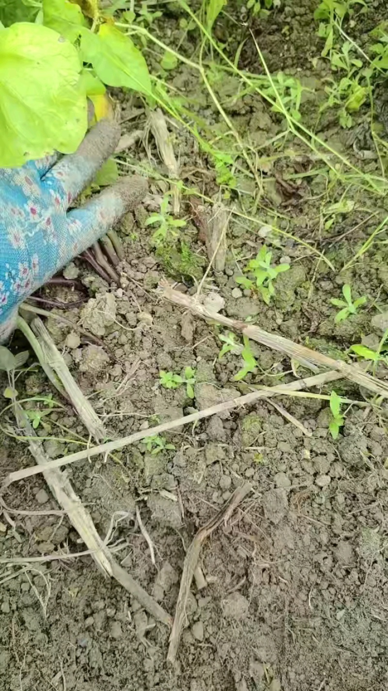 黄金小土豆出单了，货量充足！