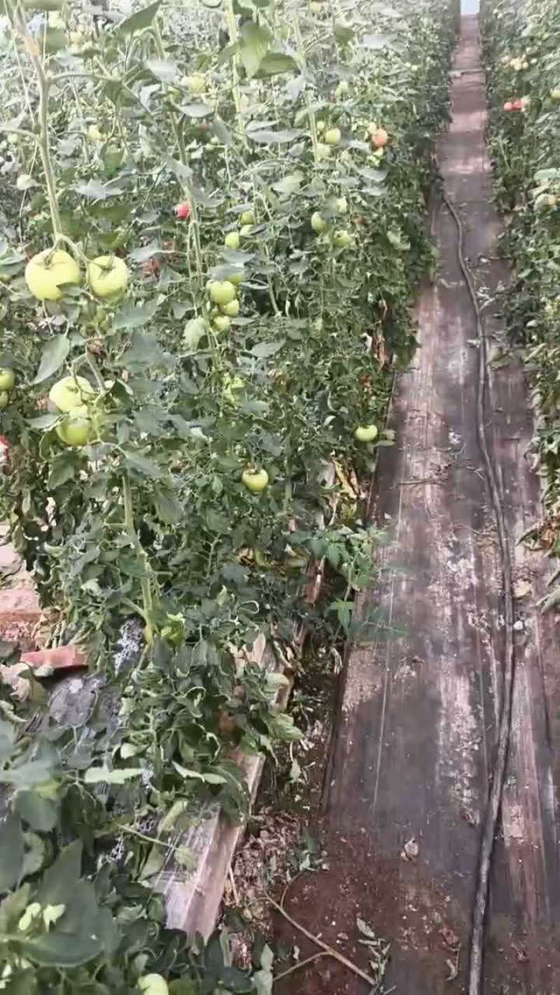 重庆本地西红柿，口感**翻砂，软甜
